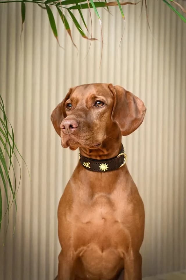 Dog Collar – Brown
